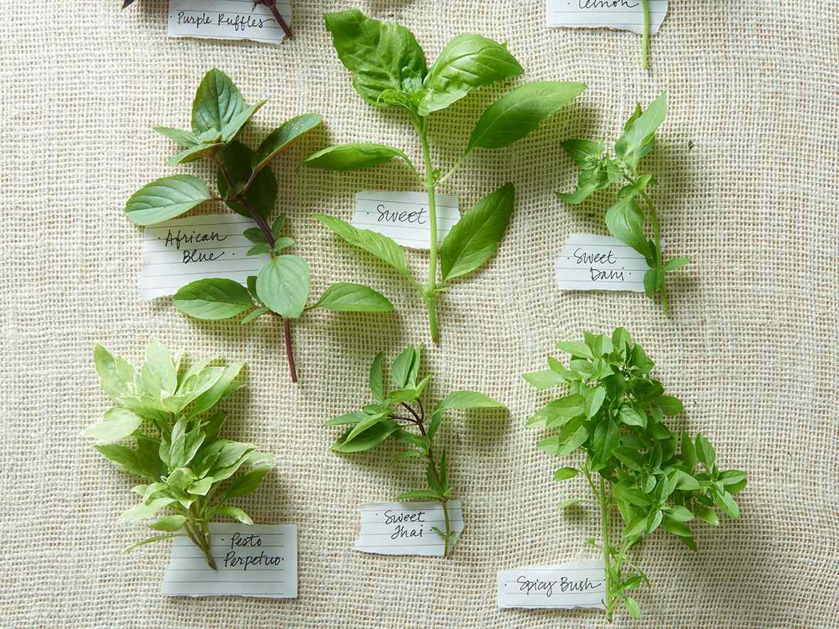 How is Tulsi different from Thai Basil or Italian Basil?