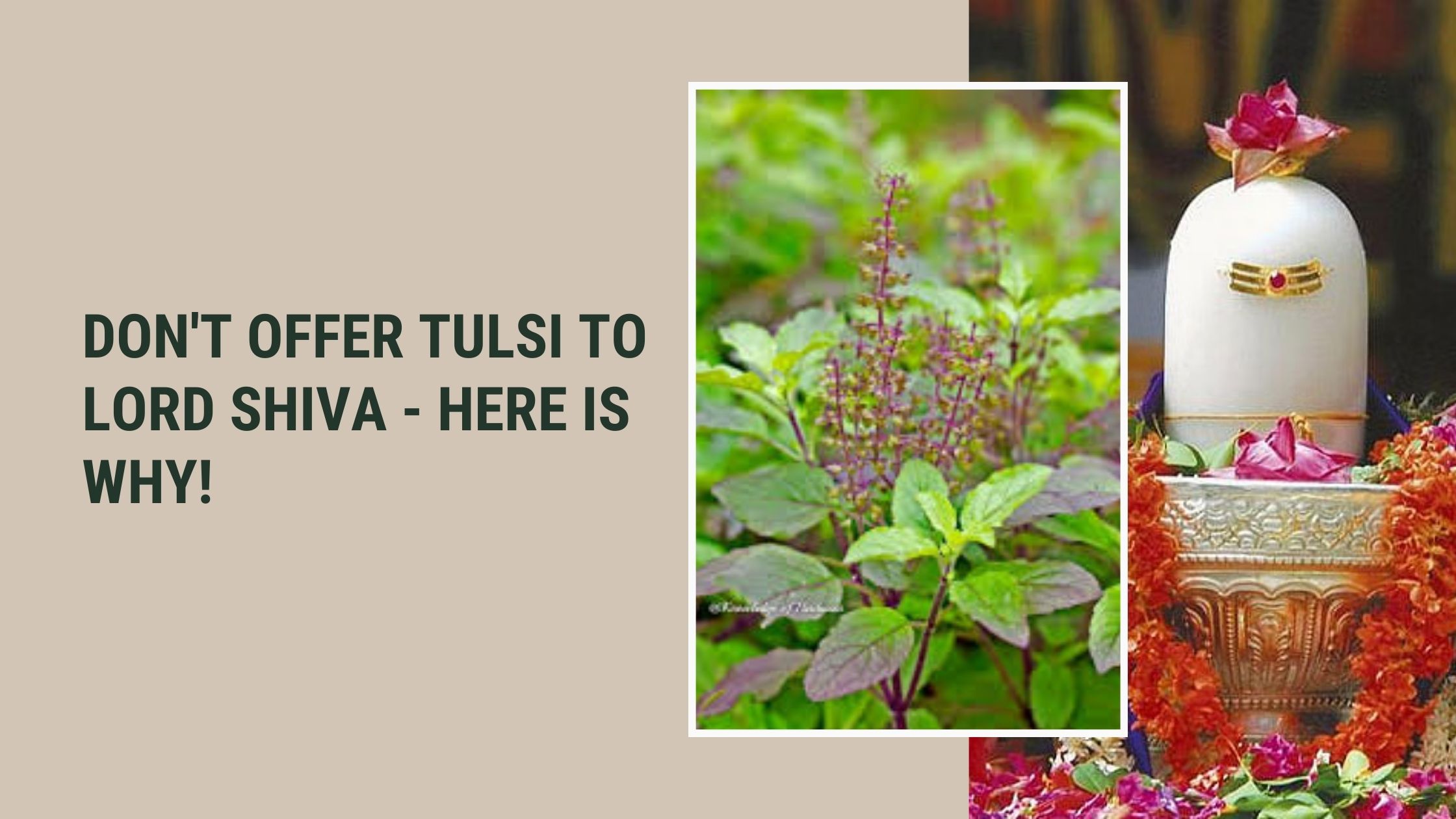 Why is Tulsi not offered to Lord Shiva?