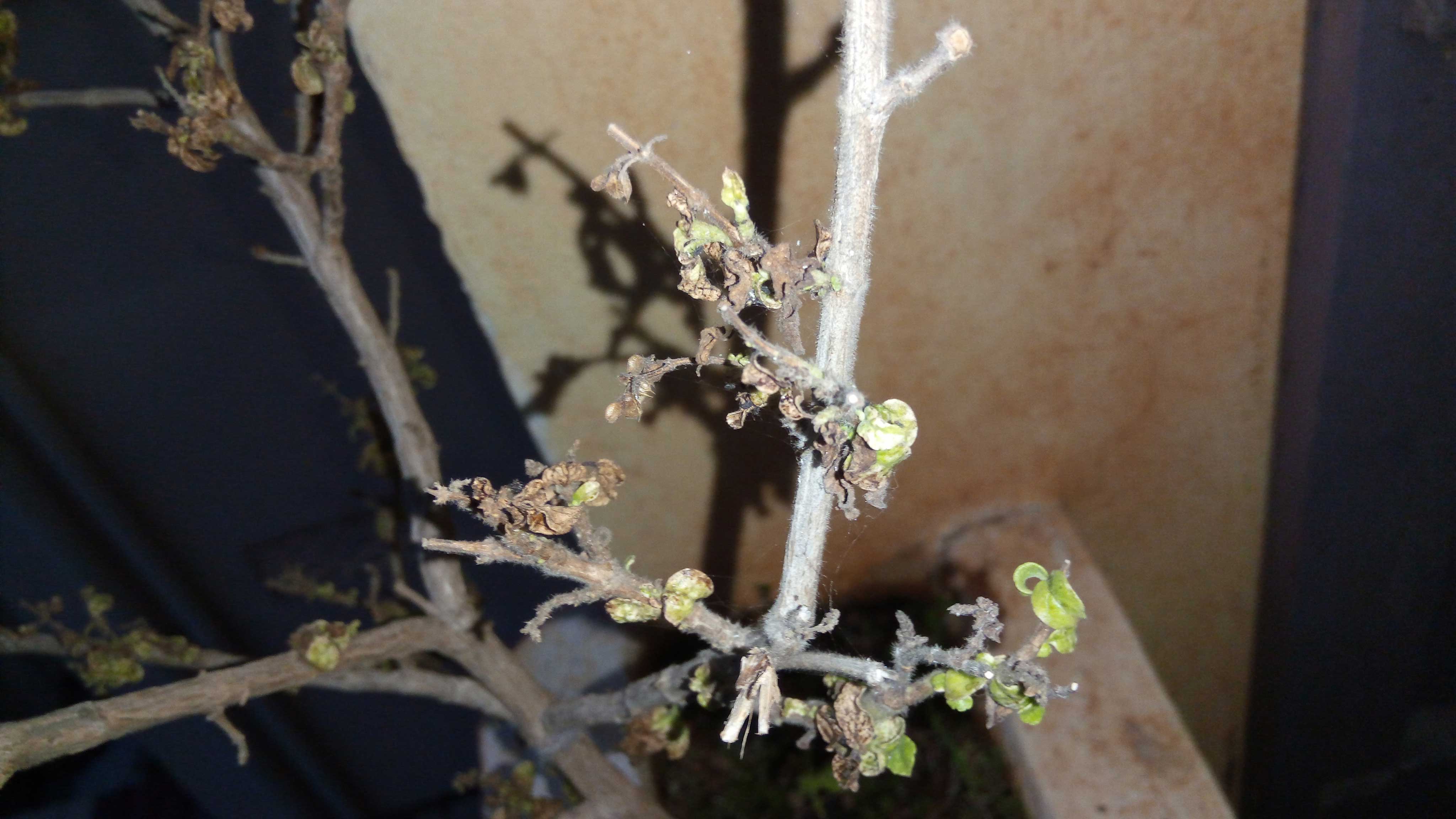 Why Tulsi Plant Turns Black For No Apparent Reason?