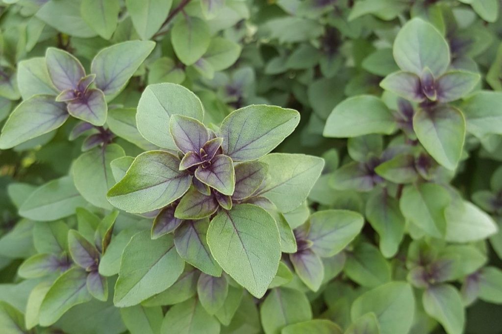 What is the lifespan of a Tulsi plant?