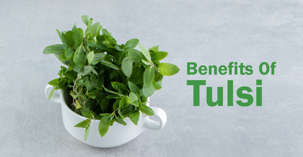 Is Tulsi beneficial for liver health?